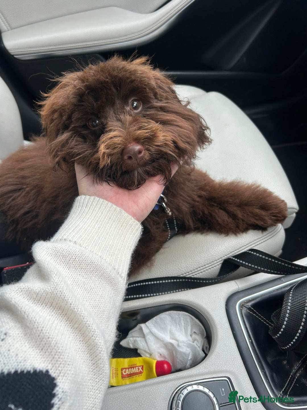 Maltipoo dogs for sale: 6 month old maltipoo  - Image 4
