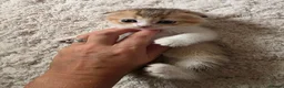 Munchkin cats for sale: Scottish Kilts ( MUNCHKIN FOLD) kittens 😸  in Gloucester - Advert 20
