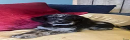 Labradoodle dogs for sale: Toy Labradoodle Puppies - Ready Now!  - Advert 15