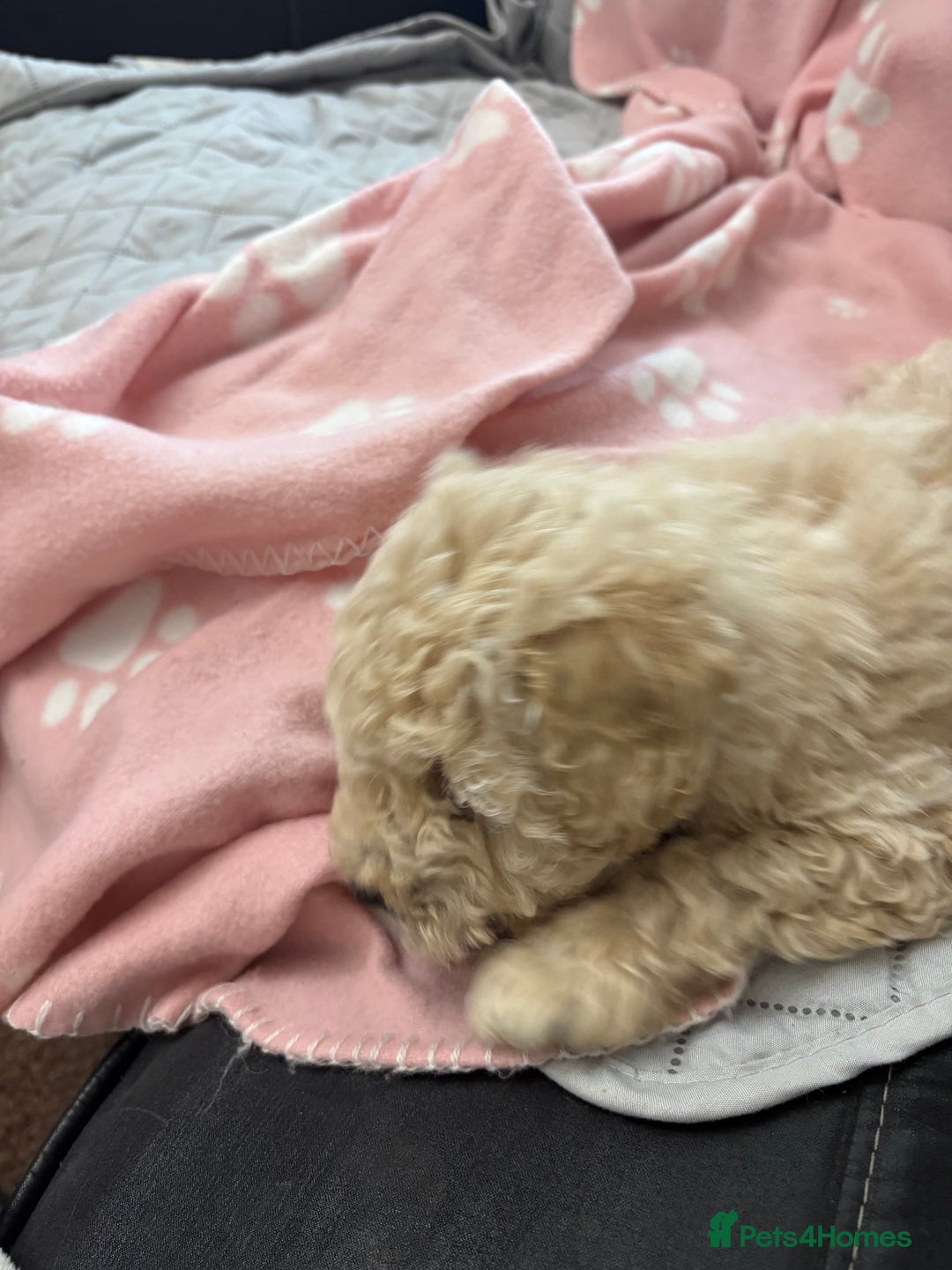 Toy Poodle dogs for sale: Toy poodle puppies for sale - Advert 13