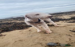 Bedlington Terrier dogs for sale: Pure Bedlington terrier puppy’s for sale £1500 - Image 10