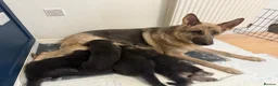German Shepherd dogs for sale: RARE BLUE GERMAN SHEPHERD PUPPIES KC - Advert 4
