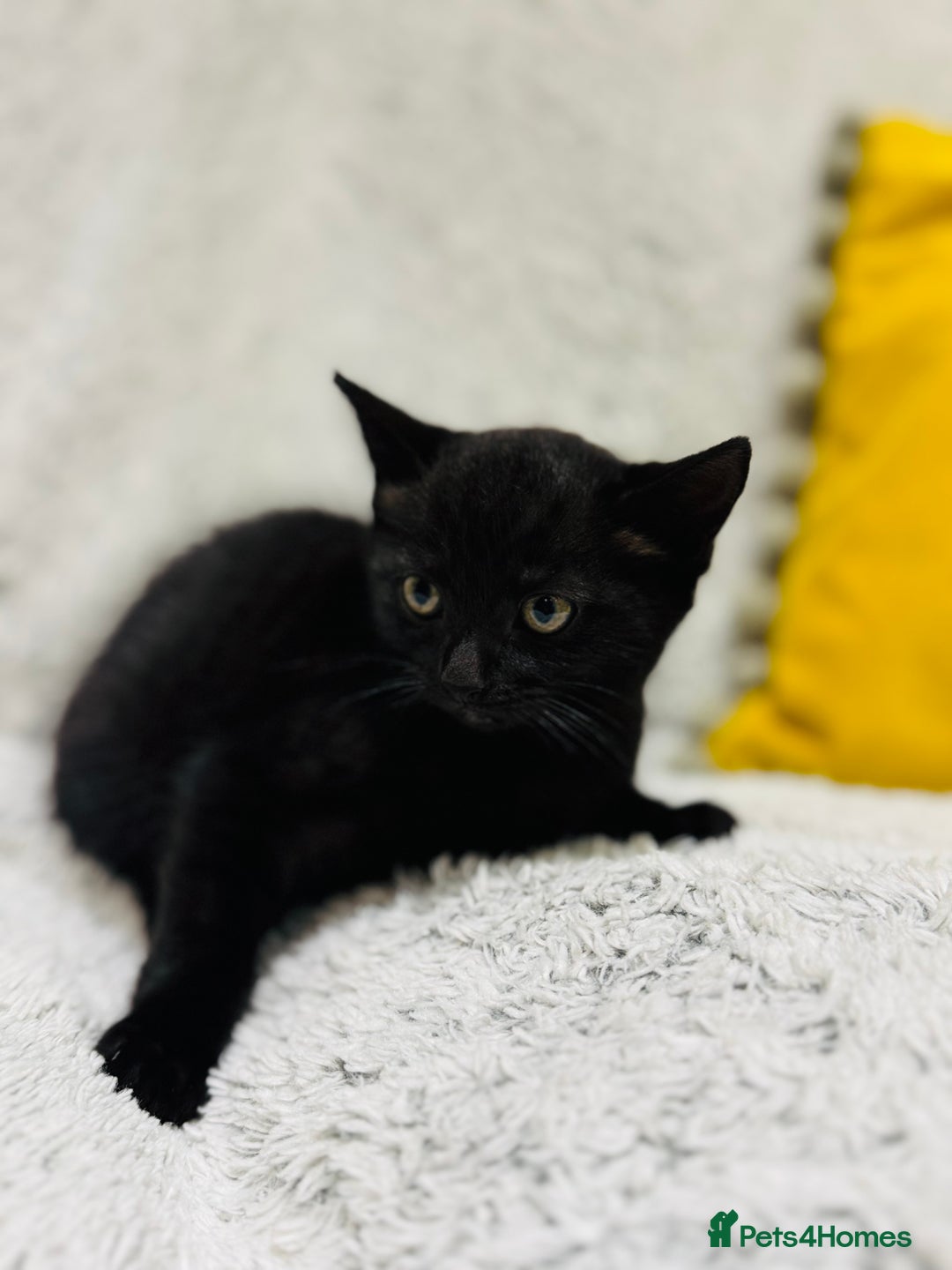 British Shorthair cats for sale: Adorable kittens - Image 6