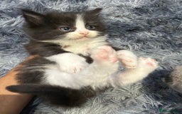 Ragdoll cats for sale: Ragdoll kittens - Image 12