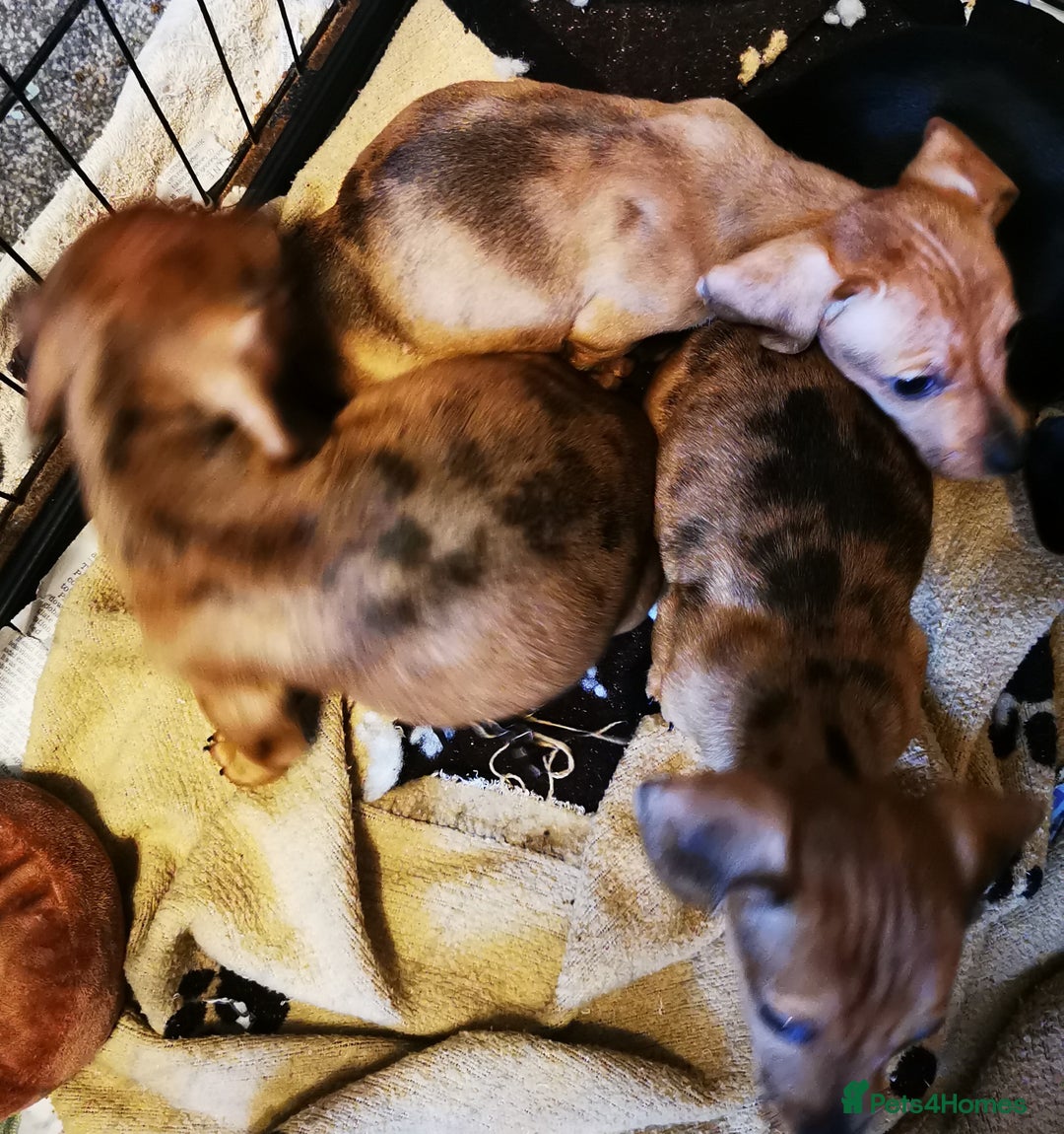 Dachshund dogs for sale: Unusual colour beautiful miniature dachshound pups - Advert 17