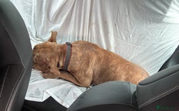 Mixed Breed dogs for sale: Bella - Image 2