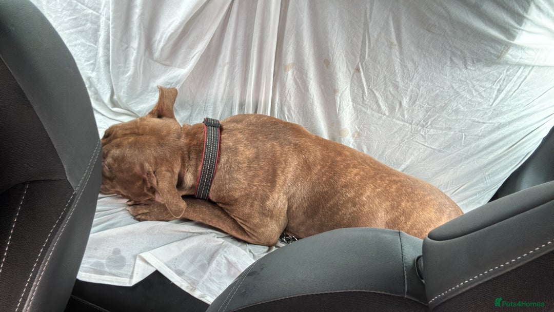Mixed Breed dogs for sale: Bella - Image 2