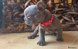French Bulldog dogs for sale: Pedigree Frenchies - New Shade Isabella’s & Lilacs - Image 20