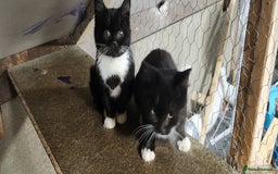 Mixed Breed cats for sale: Ragdoll and British short-hair kittens  - Image 3