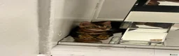 Bengal cats for sale: Bengal kittens  in London - Advert 5
