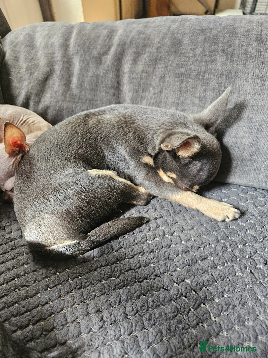Chihuahua dogs for sale: Female 1yr old - Advert 4