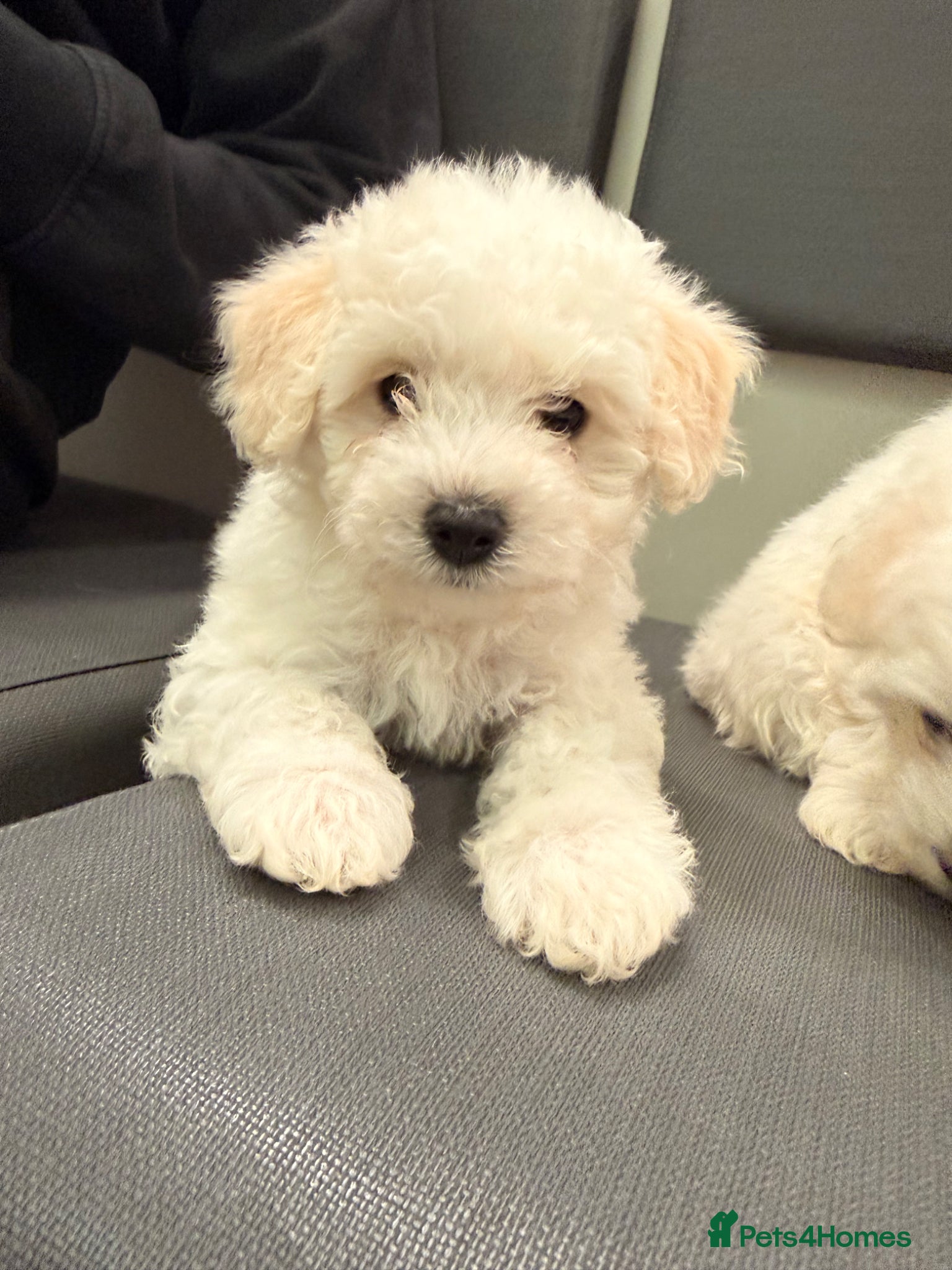 Bichon Frise dogs Adorable Bichon Frisé Puppies lookin for new home - Advert 1