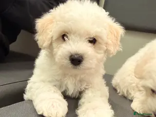 Bichon Frise dogs Adorable Bichon Frisé Puppies lookin for new home - Advert 17