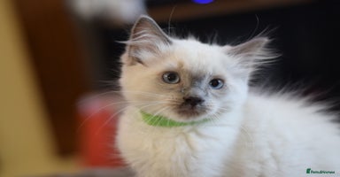 Ragdoll cats - Advert 14