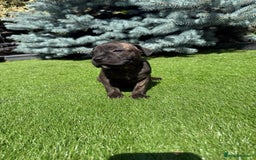 Staffordshire Bull Terrier dogs for sale: Staffordshire bull terrier puppies - Image 9