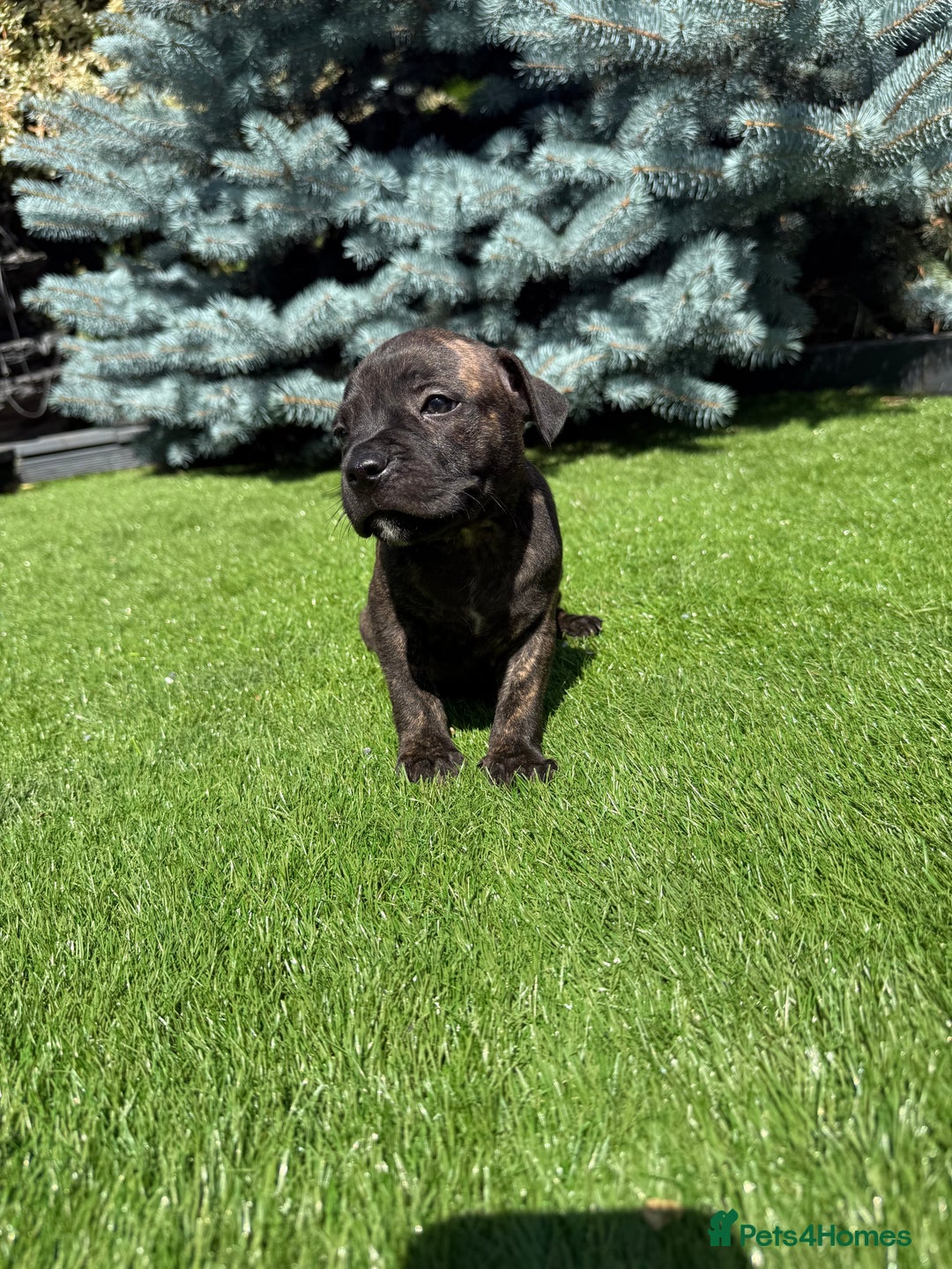 Staffordshire Bull Terrier dogs for sale: Staffordshire bull terrier puppies - Image 9