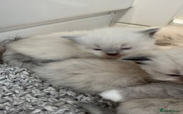Ragdoll cats for sale: READY TO RESERVE - pedigree Ragdoll Kittens - Image 9