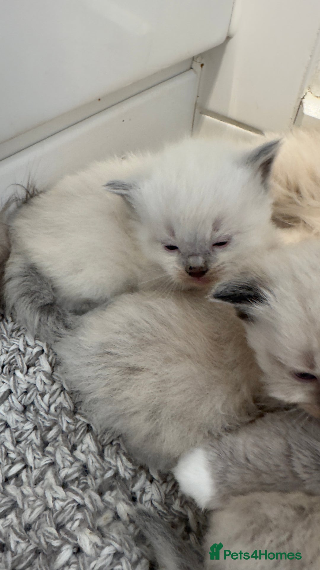 Ragdoll cats for sale: READY TO RESERVE - pedigree Ragdoll Kittens - Image 9