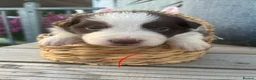 Border Collie dogs for sale: Border Collie Puppies for Sale - Advert 4