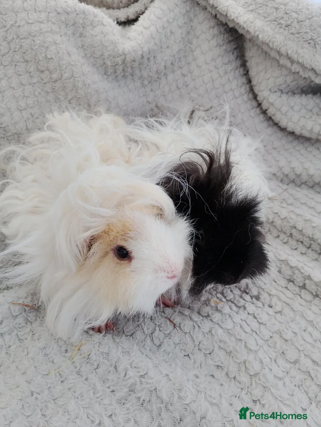 Guinea Pig rodents for sale: Lunkarya guinea pigs - Advert 1