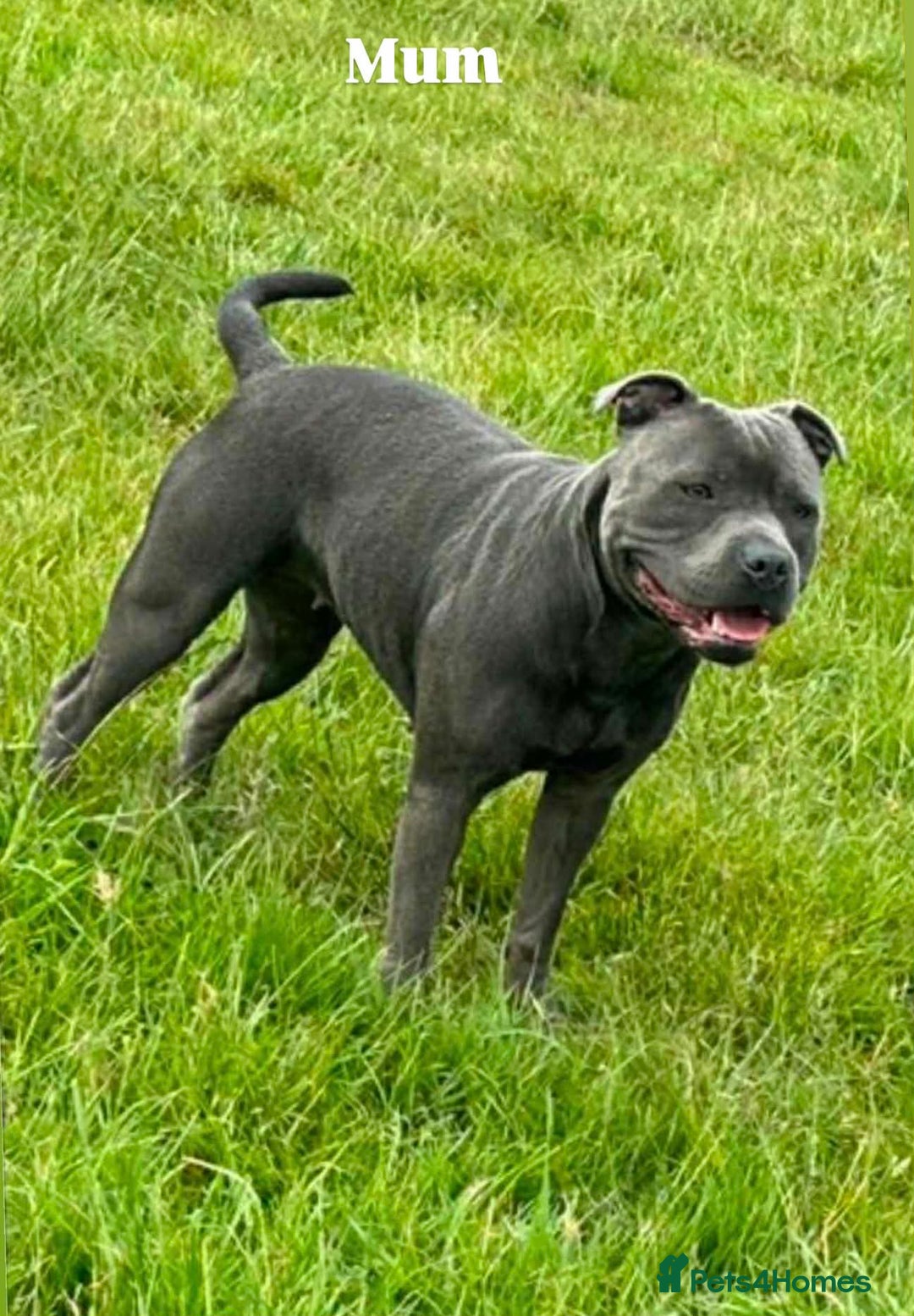 Staffordshire Bull Terrier dogs for sale: Blue Staffordshire bull terrier pups  - Advert 6