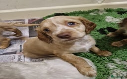 Cockapoo dogs for sale: Beautiful Cockerpoo puppies - Advert 7