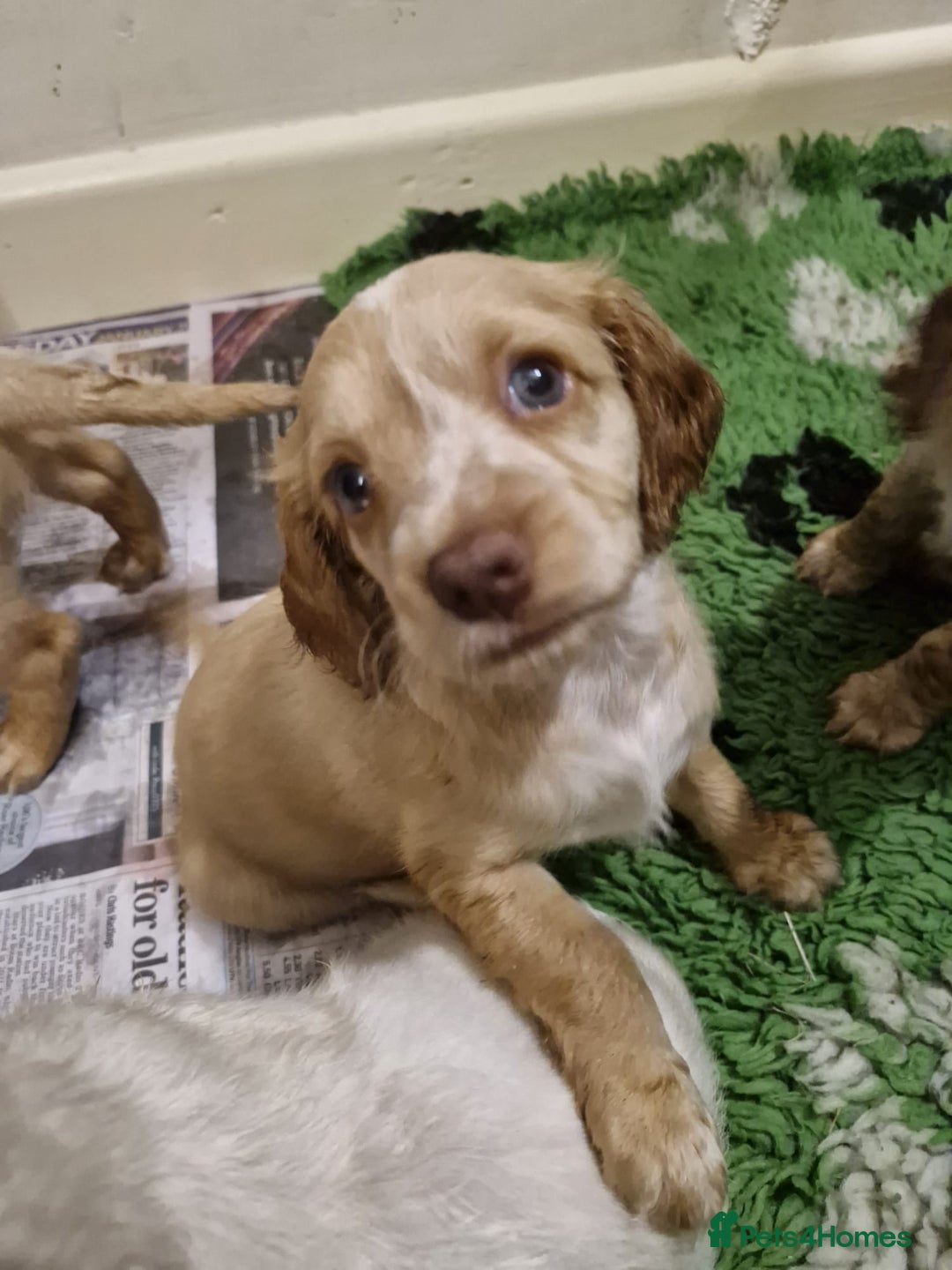 Cockapoo dogs for sale: Beautiful Cockerpoo puppies - Advert 7