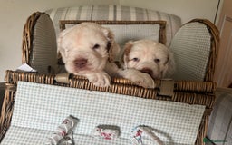 Clumber Spaniel dogs for sale: Fantastic Clumber Spaniel Puppy’s  - Image 11