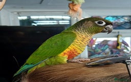 Parakeets birds for sale: Handreared Conures! Kakariki and lovebirds  - Image 14