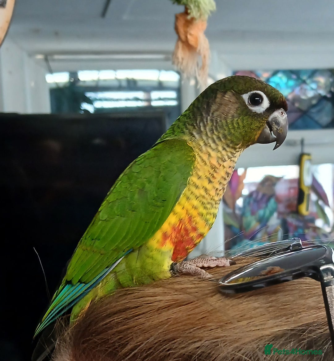 Parakeets birds for sale: Handreared Conures! Kakariki and lovebirds  - Image 14