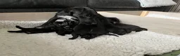 Patterdale Terrier dogs for sale: Stunning spooktacular Patterdale puppies  - Advert 9