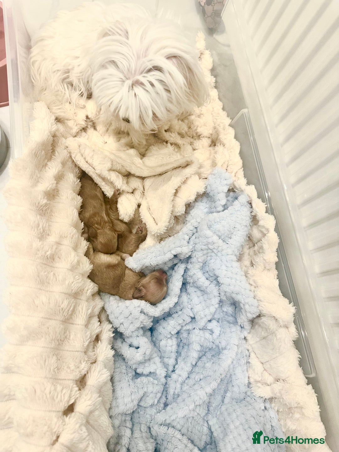 Maltipoo dogs for sale: 🧸🩷 Incredible Asian Maltipoo 🩷🧸 - Advert 15