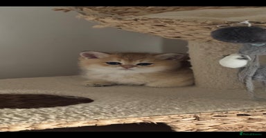 Scottish Fold cats - Advert 12