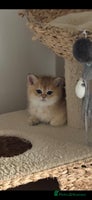 Scottish Fold cats - Advert 2