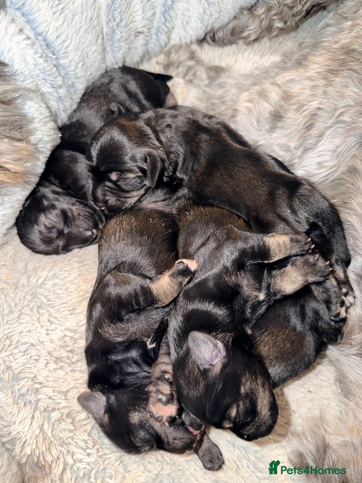 Miniature Schnauzer dogs Miniature schnauzers, black and silver girls.  - Advert 5