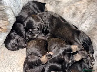 Miniature Schnauzer dogs Miniature schnauzers, black and silver girls. - Advert 5