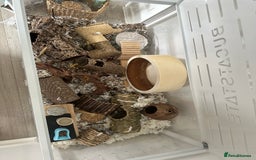 Hamster rodents for sale: Syrian Hamster  - Image 13