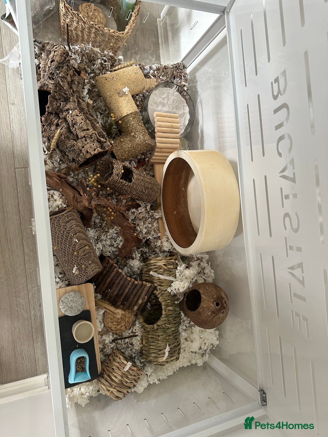 Hamster rodents for sale: Syrian Hamster  - Image 13