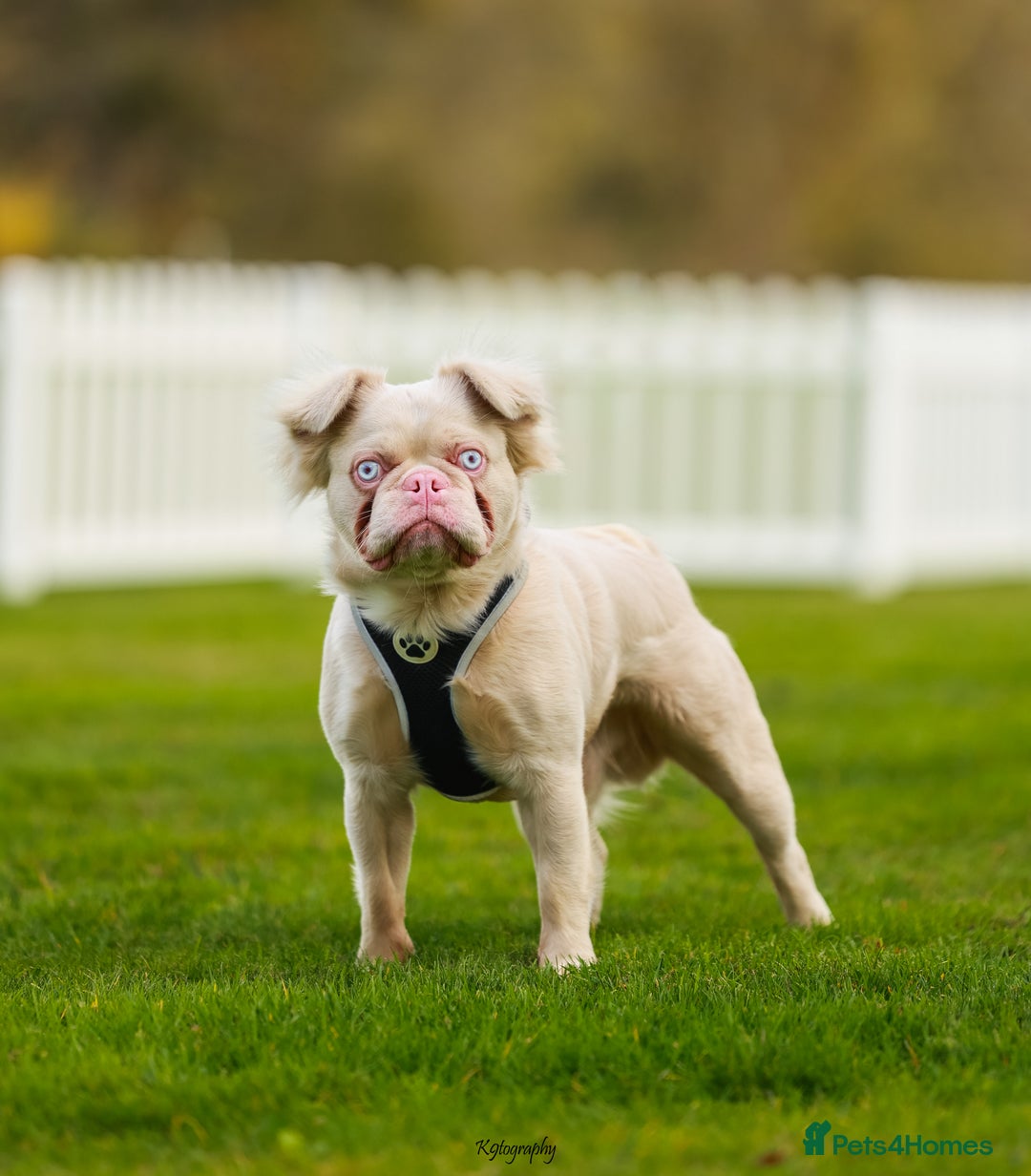 French Bulldog dogs for stud: Bruno The Pink Fluffy - Advert 4