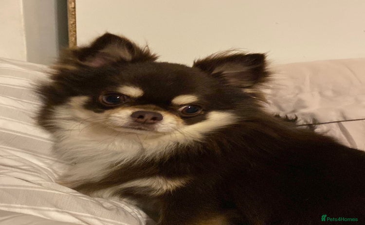 Chihuahua dogs - Advert 4