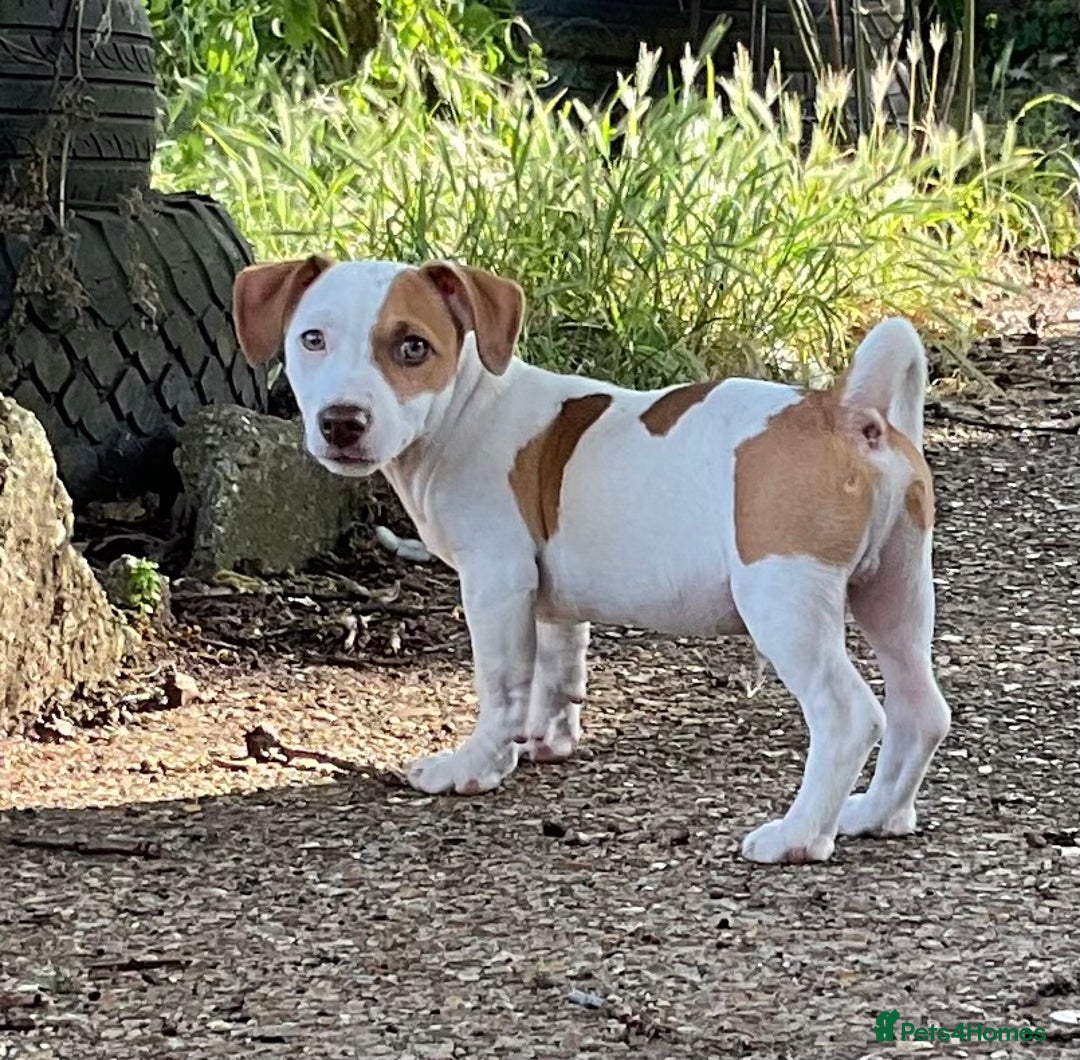 Jack Russell dogs for sale: NO MORE TIMEWASTERS in Huntingdon - Image 10