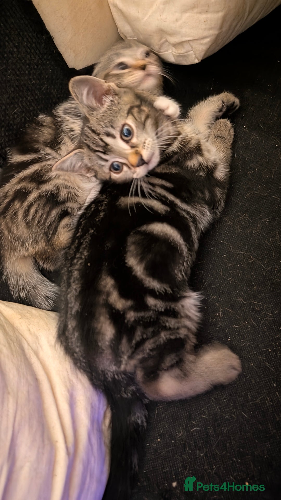 British Shorthair cats for sale: Tabby Kittens For Sale - 18th November! - Advert 4