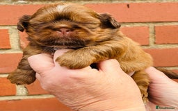 Shih Tzu dogs for sale: Handsome shih tzu boy puppies  - Image 1