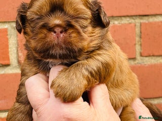 Shih Tzu dogs - Advert 1