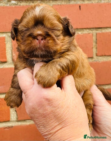 Shih Tzu dogs - Advert 7