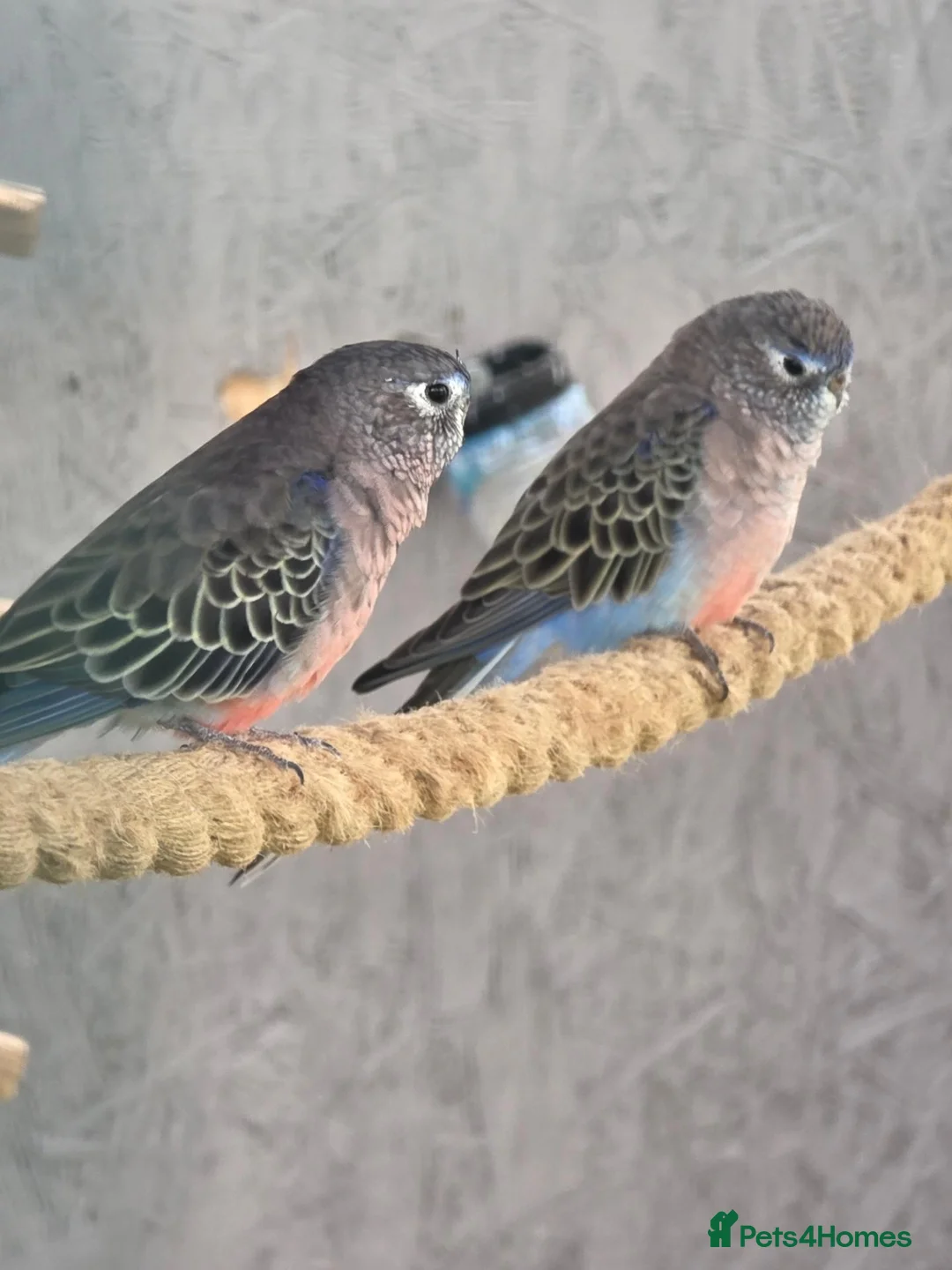 Mixed Breed birds for sale: Budgerigars and Normal Bourkes - Advert 2