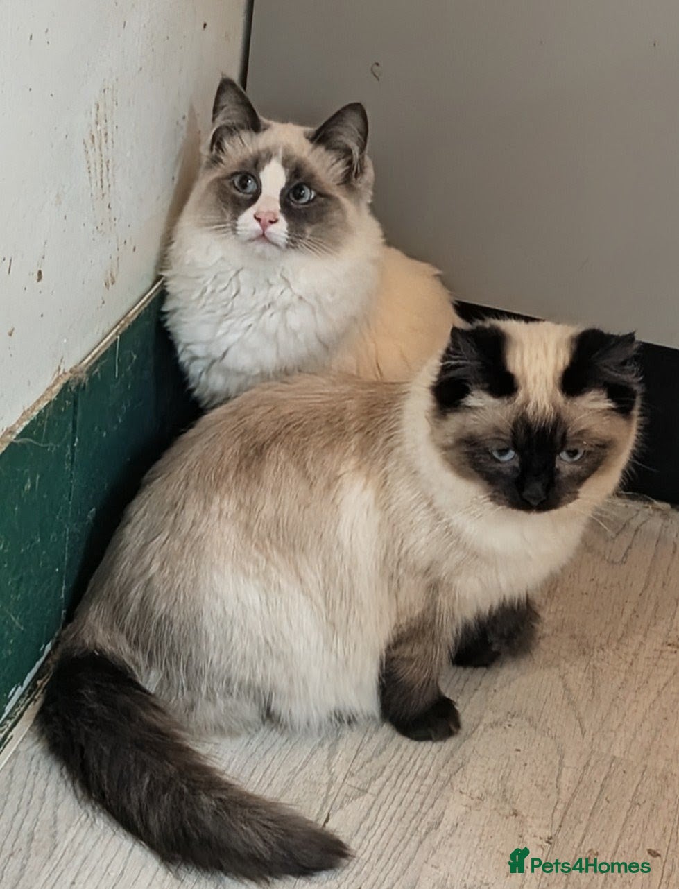Ragdoll cats for sale: Ragdoll kittens - Advert 13