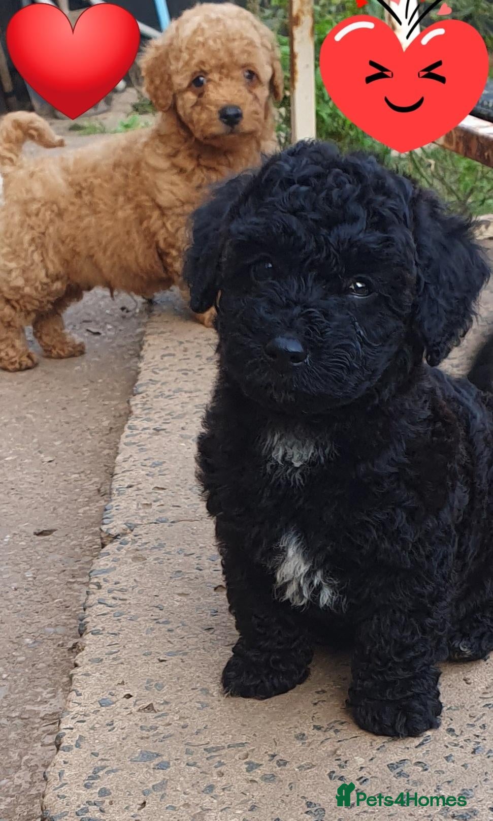 Maltipoo dogs for sale: F1 multipoo toy puppies  - Advert 1