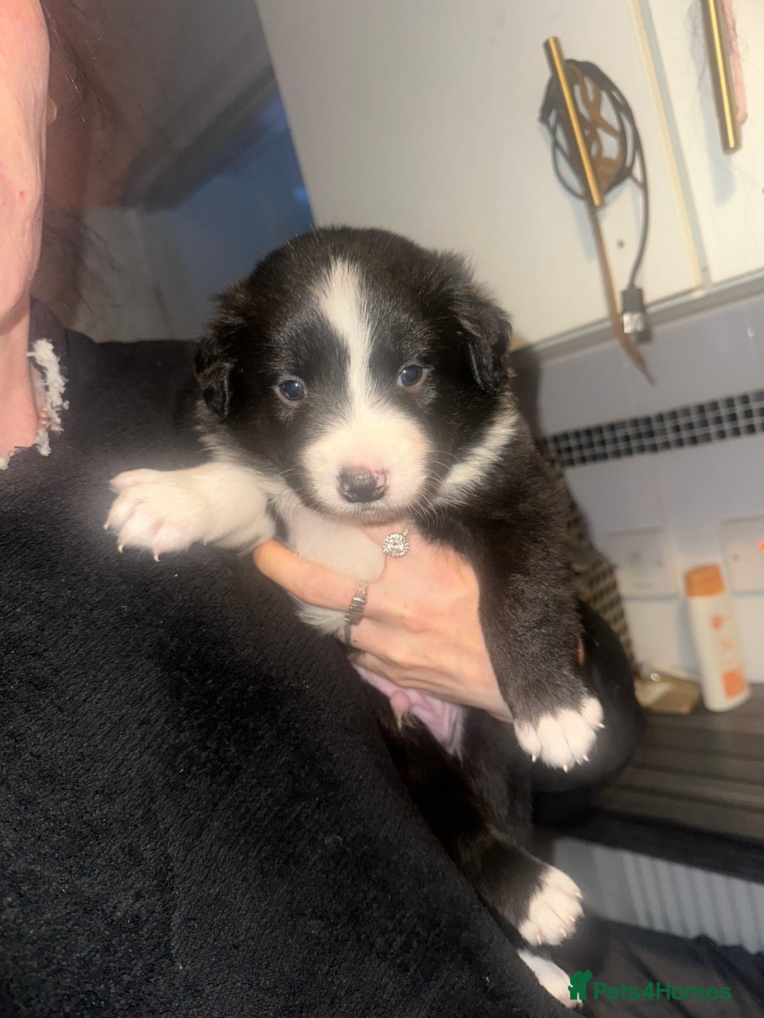 Border Collie dogs for sale: Collie pups - Image 2