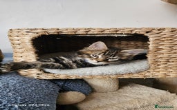 Mixed Breed cats for sale: Few lovely kittens ready for new lovely homes ! - Image 3
